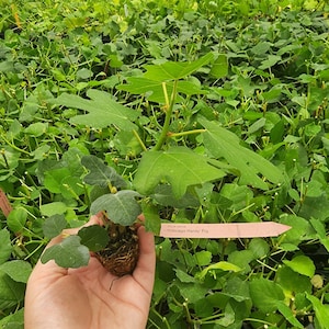Fig Ree Sapling Fig Tree. Set of 4 Starter Live Plants - Etsy