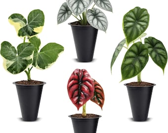 Alocasia Plant Collection (4 Pack) Cuprea,Mickey Mouse,Silver Dragon,Dragon Scale- Rare Indoor Houseplants,Exotic Plants,Live Starter Plants