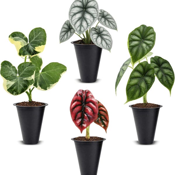 Alocasia Plant Collection (4 Pack) Cuprea,Mickey Mouse,Silver Dragon,Dragon Scale- Rare Indoor Houseplants,Exotic Plants,Live Starter Plants
