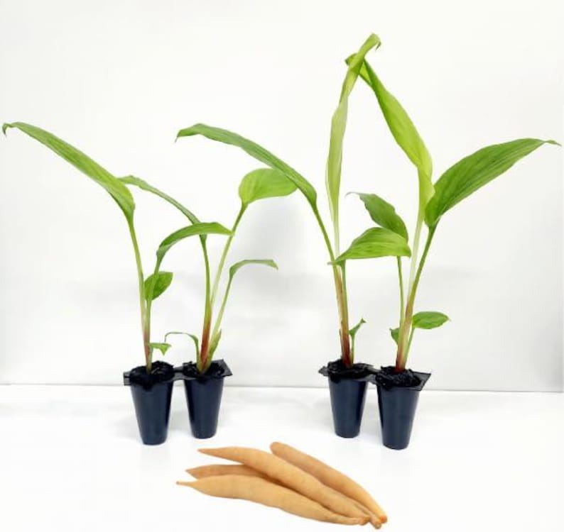 May include: Four small potted plants with green leaves and reddish stems. The plants are in black plastic pots. Several light brown, elongated rhizomes are in front of the plants. The background is white.
