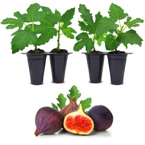 Fig Tree. Set of 4 starter live plants