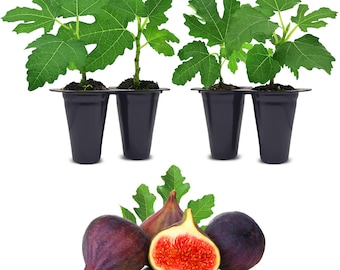Fig Tree. Set of 4 starter live plants