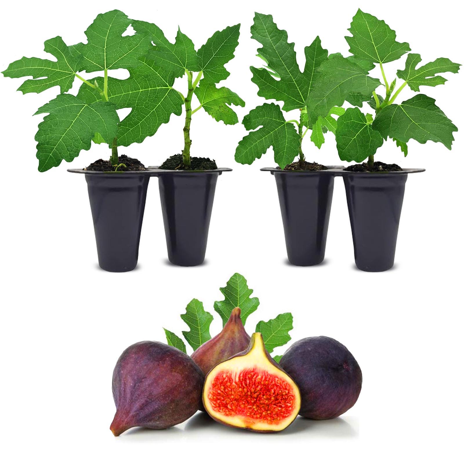 3 Cuttings of Green Ischia Fig Tree Zone 7 to 10