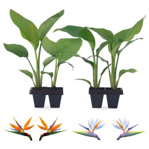 Bird of Paradise Plants Live (4-Pack),  Strelitzia Plants with Perennie Orange Flower, Indoor/Outdoor plant, Exotic Tropical Decor.