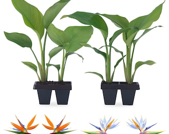 Bird of Paradise Plants Live (4-Pack),  Strelitzia Plants with Perennie Orange Flower, Indoor/Outdoor plant, Exotic Tropical Decor.