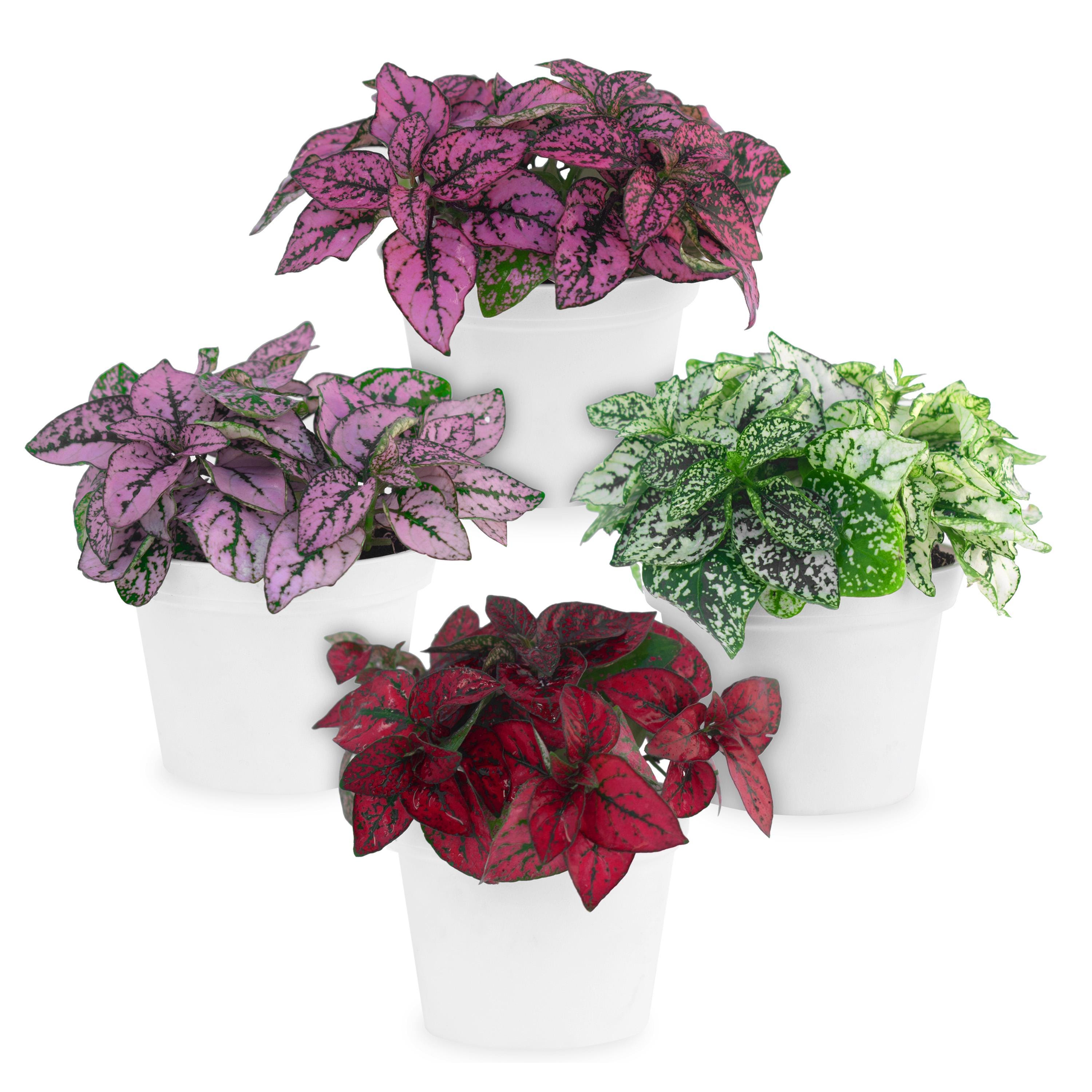 POLKA DOT PLANT Collection (4-pack) - Live Houseplants, Small