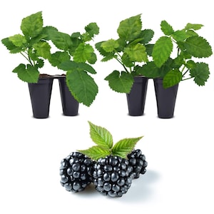 Blackberry plant. Set of 4 starter plants