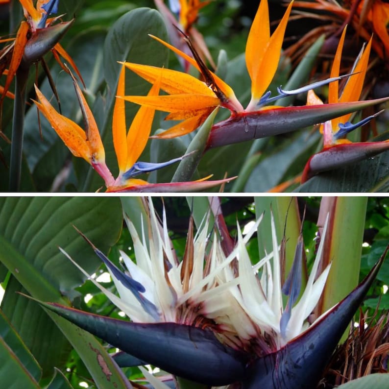 FamPlants Bird of Paradise Plant - Thumbnail 3