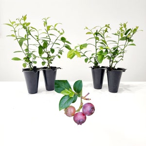 May include: Four small blueberry plants in black plastic pots with green leaves and stems. A sprig of blueberries with green leaves and three ripe, purple berries is in the foreground.