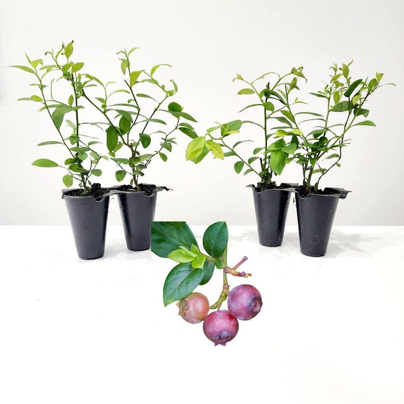 May include: Four small blueberry plants in black plastic pots with green leaves and stems. A sprig of blueberries with green leaves and three ripe, purple berries is in the foreground.