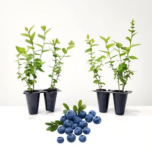 May include: Three blueberry plants in black plastic pots with green leaves. A cluster of fresh, ripe blueberries with green leaves is in front of the plants. The blueberries are a deep blue color.