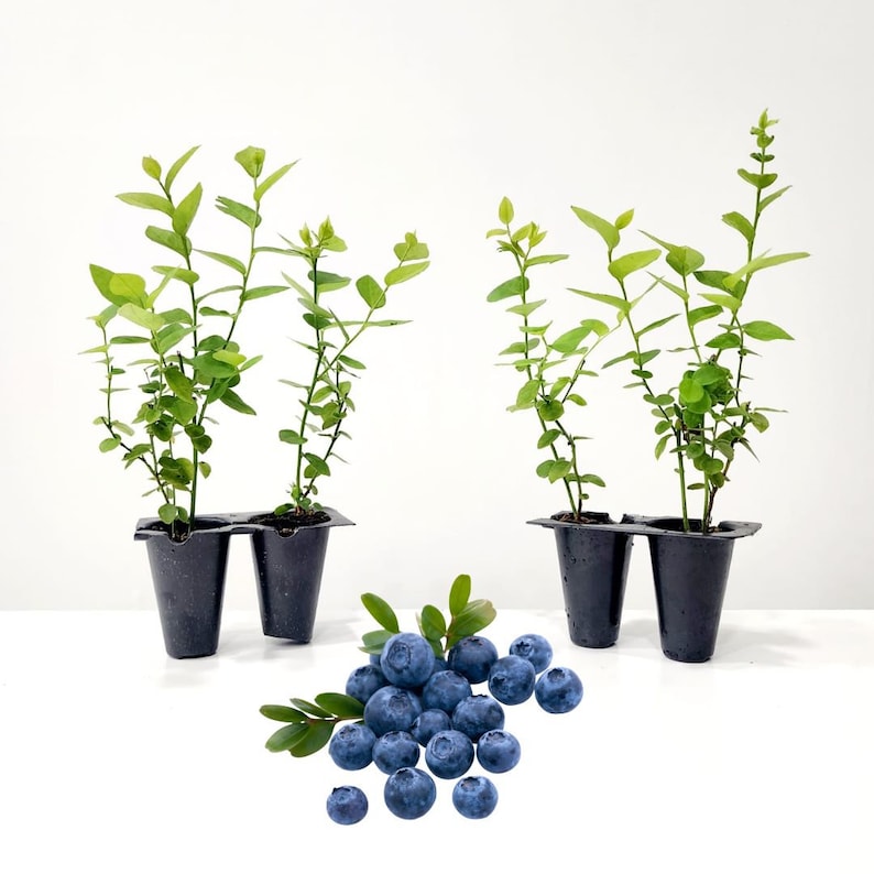 May include: Three blueberry plants in black plastic pots with green leaves. A cluster of fresh, ripe blueberries with green leaves is in front of the plants. The blueberries are a deep blue color.