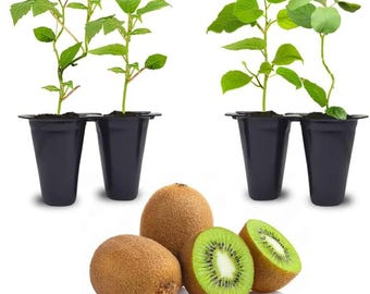 May include: Image features two sets of kiwi plants in black pots, alongside whole and sliced kiwis. The kiwis have brown, fuzzy skin and bright green flesh with black seeds. The plants have green leaves.