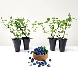 May include: Three blueberry plants in black plastic pots with green leaves and stems. A small wooden bowl filled with fresh blueberries sits in front of the plants, with scattered berries and leaves around it. The image is set against a white background.