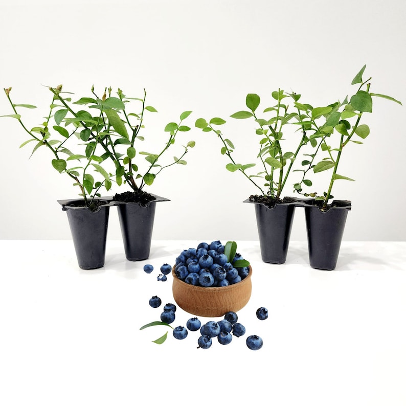 May include: Three blueberry plants in black plastic pots with green leaves and stems. A small wooden bowl filled with fresh blueberries sits in front of the plants, with scattered berries and leaves around it. The image is set against a white background.