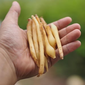 May include: A handful of fresh, light yellow fingerroot rhizomes, with brown tips, are held in an open hand. The background is a soft, blurred green. The fingerroot is a culinary and medicinal herb.