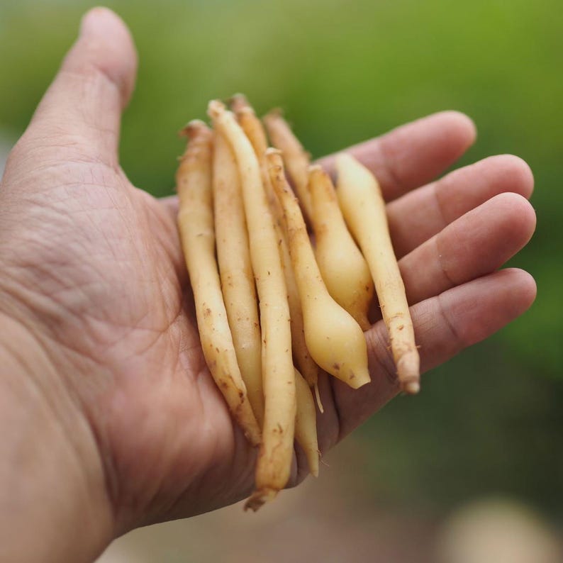 May include: A handful of fresh, light yellow fingerroot rhizomes, with brown tips, are held in an open hand. The background is a soft, blurred green. The fingerroot is a culinary and medicinal herb.