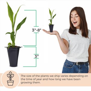 May include: Two potted plants with green leaves, one held by a person. The plants are in black pots. The height of the plants varies from 3 to 8 inches. The text says the size varies depending on the time of year and how long they have been growing.