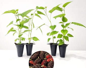 Mulberry "Dwarf Everbearing" Set of 4 starter plants