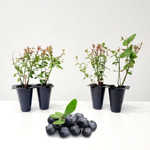 May include: Image of blueberry plants in black plastic pots, with green and red leaves. A pile of fresh, ripe blueberries with a green leaf is in front of the plants. The background is white.