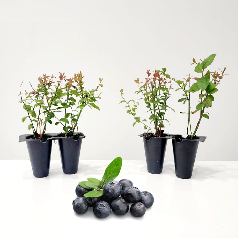 May include: Image of blueberry plants in black plastic pots, with green and red leaves. A pile of fresh, ripe blueberries with a green leaf is in front of the plants. The background is white.