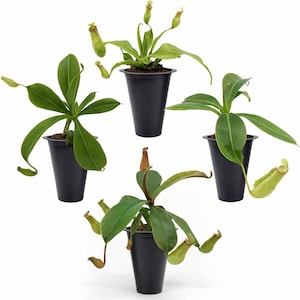 May include: Four potted carnivorous pitcher plants with green leaves and pitcher-shaped traps. The plants are in black plastic pots against a white background. The pitchers are light green and brown.