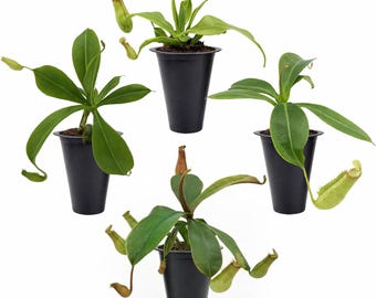 Pitcher Plant Collection (4 Pack) Rare Nephentes Live Carnivorous Plants-Gaya, Miranda, Lady Luck & Alata-Insect Eating,Indoor,Exotic Plants