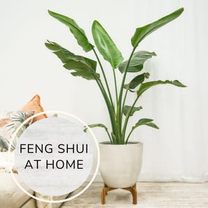 Puede incluir: Una gran planta verde con hojas grandes en una maceta blanca sobre un soporte de madera. La planta est&aacute; delante de una pared blanca y un sof&aacute; blanco. Un c&iacute;rculo con el texto "Feng Shui at Home" est&aacute; en primer plano.