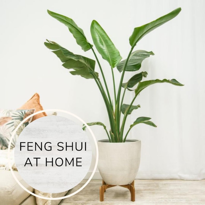 Puede incluir: Una gran planta verde con hojas grandes en una maceta blanca sobre un soporte de madera. La planta est&aacute; delante de una pared blanca y un sof&aacute; blanco. Un c&iacute;rculo con el texto "Feng Shui at Home" est&aacute; en primer plano.
