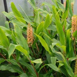 May include: A close-up of a plant with long, bright green leaves and several tall, orange-colored flower spikes. The plant has a tropical appearance, with the leaves arching gracefully. The background is a soft green, suggesting a garden or greenhouse setting.