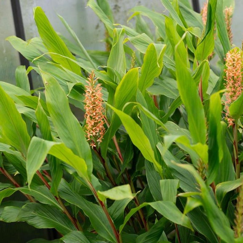 May include: A close-up of a plant with long, bright green leaves and several tall, orange-colored flower spikes. The plant has a tropical appearance, with the leaves arching gracefully. The background is a soft green, suggesting a garden or greenhouse setting.