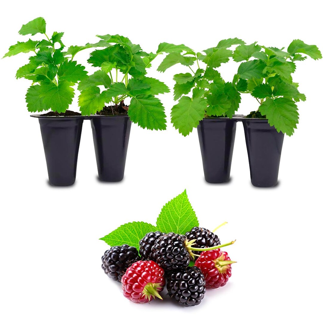 Berry Plant 
