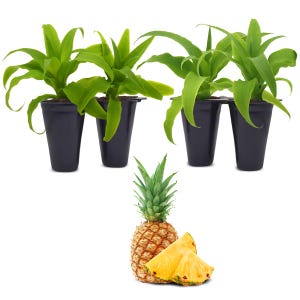 Pineapple plants. Set of 4 starter plants.