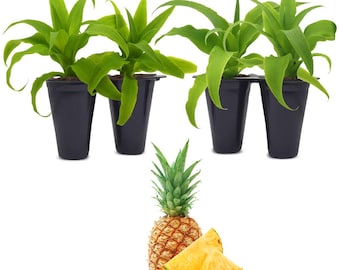 Plantas de piña. Juego de 4 plantas jóvenes.