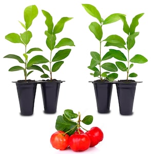 May include: Two sets of two small green plants in black plastic pots. The plants are in a tray with two compartments. There are four red cherries in the foreground.