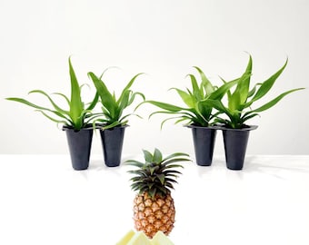 succulent plant in pot Large Succulent Circle Planter