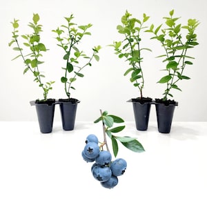 Blueberry plant. Set of 4 starter plants.