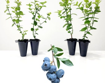 Blueberry plant. Set of 4 starter plants.