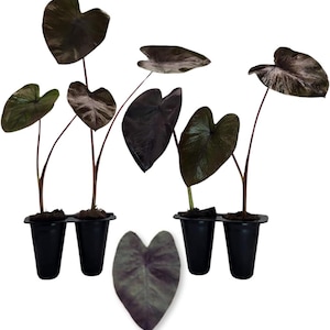 Elephant Ear Plants | Esculenta Black Magic | (4-Pack) Easy-to-Grow Colocasia, Perfect for Indoor/Outdoor