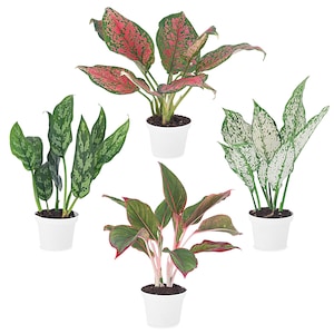 May include: Four potted plants with green and white leaves, and red and green leaves. The plants are in white pots.