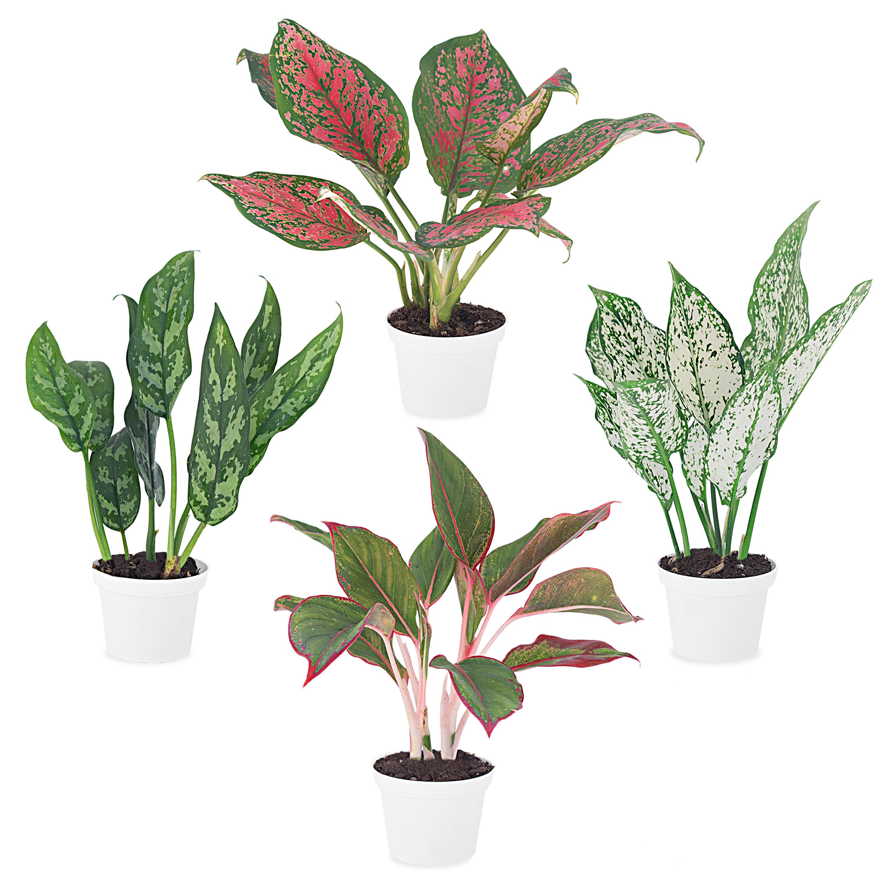 Aglaonema Live Plant Collection (4-pack) Chinese Evergreen Plants in 2"  Pots | Easy-care Indoor Houseplants | Office Decor, Air Purification - Etsy