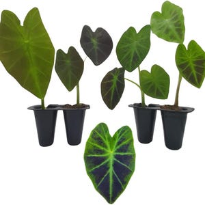 Elephant Ear Plants | Antiquorum Black Beauty | (4-Pack) Easy-to-Grow Live Colocasia Plants, Perfect for Indoor/Outdoor