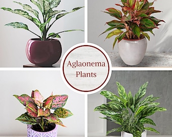 Aglaonema Live Plant Collection (4-Pack) Chinese Evergreen Plants in 2"  Pots | Easy-Care Indoor Houseplants | Office Decor, Air Purification