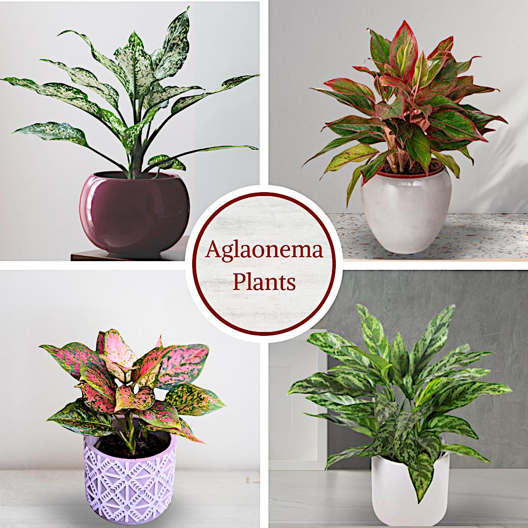Aglaonema Live Plant Collection (4-pack) Chinese Evergreen Plants in 2"  Pots | Easy-care Indoor Houseplants | Office Decor, Air Purification - Etsy
