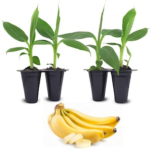 Banana Trees (4 Pack) Live fruit plants