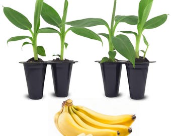 Banana Trees (4 Pack) Live fruit plants