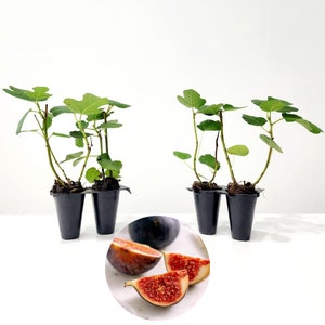 Fig Tree. Set of 4 starter live plants