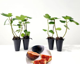 Fig Tree. Set of 4 starter live plants