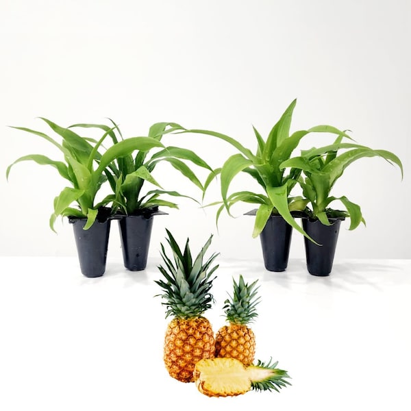 Pineapple plants. Set of 4 starter plants.