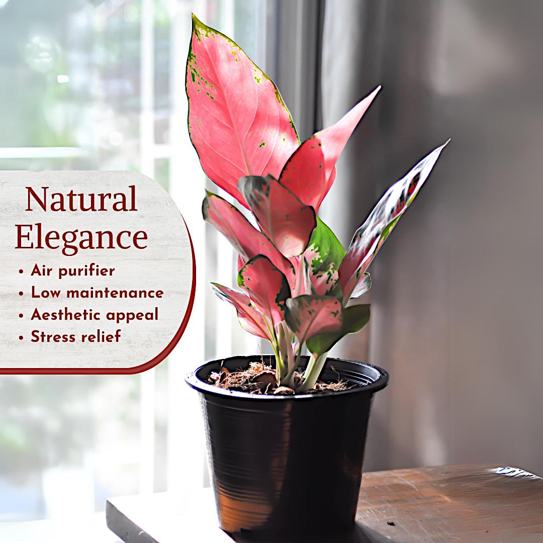 Aglaonema Live Plant Collection (4-pack) Chinese Evergreen Plants in 2"  Pots | Easy-care Indoor Houseplants | Office Decor, Air Purification - Etsy
